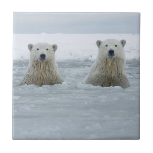VS, Alaska, North Slope, IJsberen Tegeltje (Voorkant)