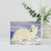 VS, Alaska. Poolvos in winterjas Briefkaart (Staand voorkant)