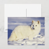 VS, Alaska. Poolvos in winterjas Briefkaart (Voorkant / Achterkant)