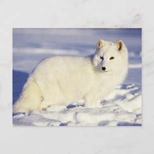 VS, Alaska. Poolvos in winterjas Briefkaart