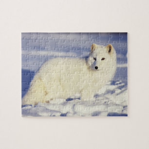 VS, Alaska. Poolvos in winterjas Legpuzzel