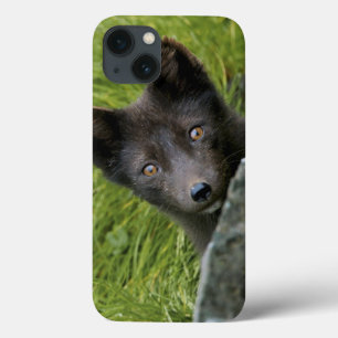 VS, Alaska, Pribilof-eilanden, St. Paul. Blauw Case-Mate iPhone Case