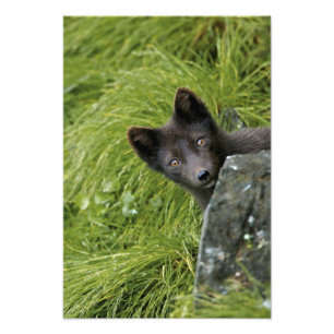 VS, Alaska, Pribilof-eilanden, St. Paul. Blauw Foto Afdruk