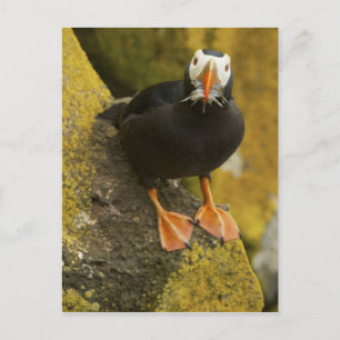 VS, Alaska, Pribilof-eilanden, St Paul. Kuif- Briefkaart