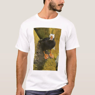 VS, Alaska, Pribilof-eilanden, St Paul. Kuif T-shirt