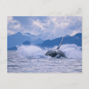 VS, Alaska, Tongass National Forest, Bultrug Briefkaart