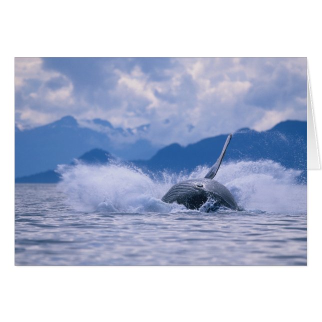 VS, Alaska, Tongass National Forest, Humpback (Voorkant Horizontaal)