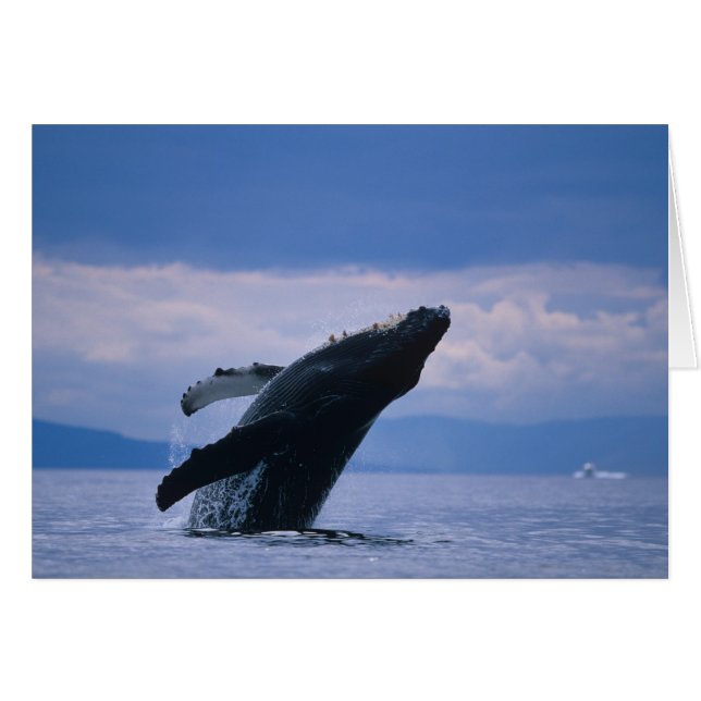 VS, Alaska, Tongass National Forest, Humpback (Voorkant Horizontaal)