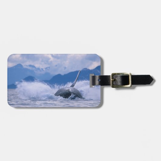 VS, Alaska, Tongass National Forest, Humpback Bagagelabel (Voorkant horizontaal)