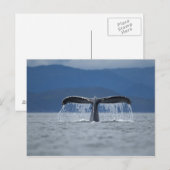 VS, Alaska, Tongass National Forest, Humpback Briefkaart (Voorkant / Achterkant)