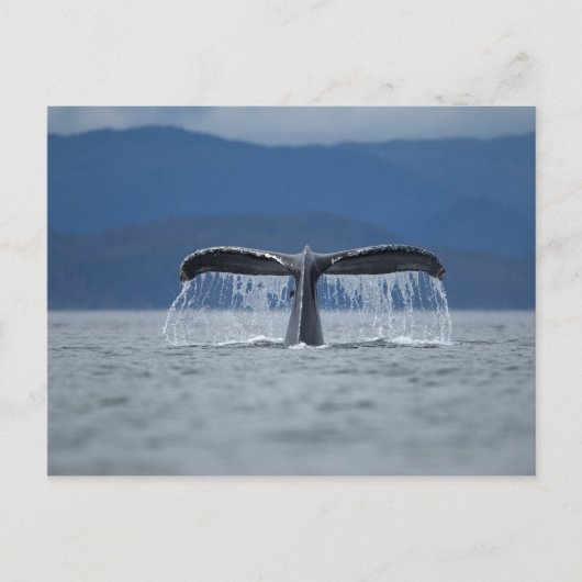 VS, Alaska, Tongass National Forest, Humpback Briefkaart (Voorkant)