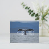 VS, Alaska, Tongass National Forest, Humpback Briefkaart (Staand voorkant)