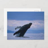 VS, Alaska, Tongass National Forest, Humpback Briefkaart (Voorkant / Achterkant)