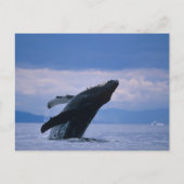VS, Alaska, Tongass National Forest, Humpback Briefkaart (Voorkant)