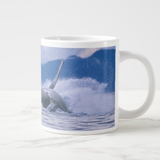 VS, Alaska, Tongass National Forest, Humpback Grote Koffiekop (Rechts)