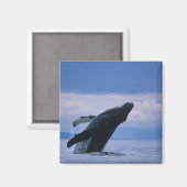 VS, Alaska, Tongass National Forest, Humpback Magneet (Voorkant / Achterkant)