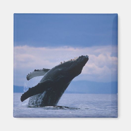 VS, Alaska, Tongass National Forest, Humpback Magneet (Voorkant)