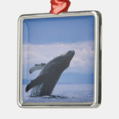 VS, Alaska, Tongass National Forest, Humpback Metalen Ornament (Links)