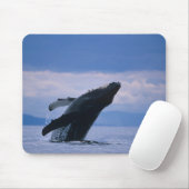 VS, Alaska, Tongass National Forest, Humpback Muismat (Met muis)