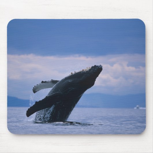 VS, Alaska, Tongass National Forest, Humpback Muismat (Voorkant)