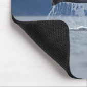 VS, Alaska, Tongass National Forest, Humpback Muismat (Hoek)