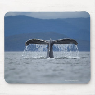 VS, Alaska, Tongass National Forest, Humpback Muismat