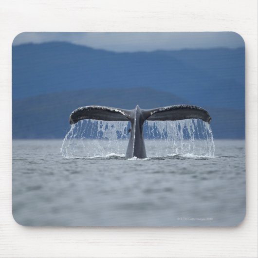 VS, Alaska, Tongass National Forest, Humpback Muismat (Voorkant)