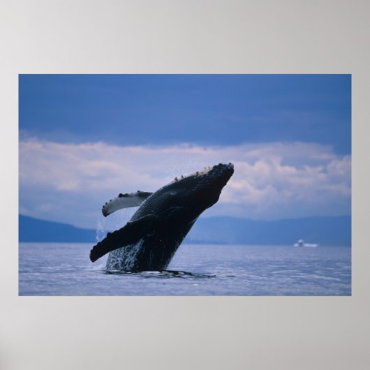 VS, Alaska, Tongass National Forest, Humpback Poster (Voorkant)