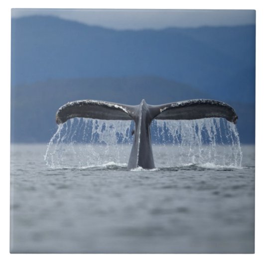 VS, Alaska, Tongass National Forest, Humpback Tegeltje (Voorkant)