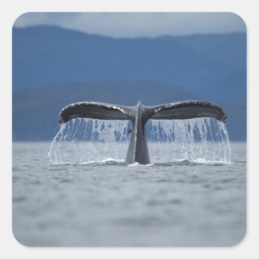VS, Alaska, Tongass National Forest, Humpback Vierkante Sticker (Voorkant)