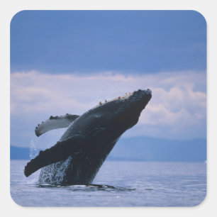 VS, Alaska, Tongass National Forest, Humpback Vierkante Sticker