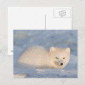 VS, Alaska, Vos Briefkaart (Voorkant / Achterkant)