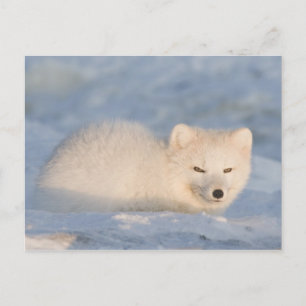 VS, Alaska, Vos Briefkaart