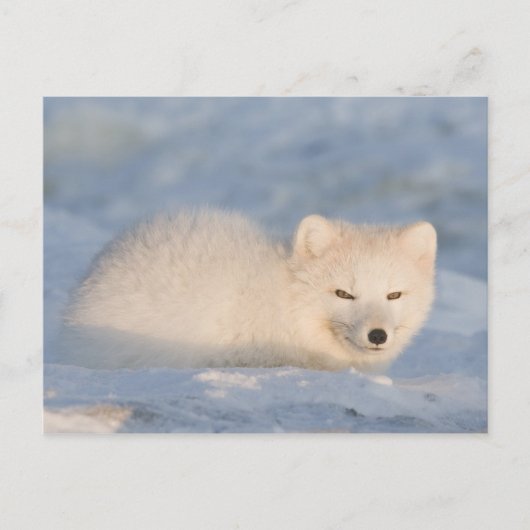 VS, Alaska, Vos Briefkaart (Voorkant)