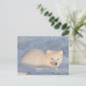 VS, Alaska, Vos Briefkaart (Staand voorkant)