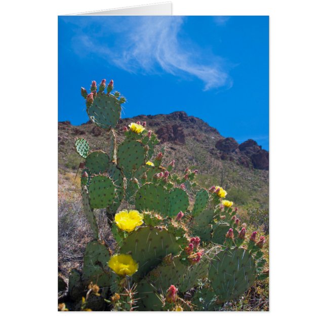 VS, Arizona. Cactus in de heuvels (Voorkant)