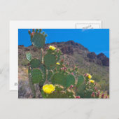 VS, Arizona. Cactus in de heuvels Briefkaart (Voorkant / Achterkant)