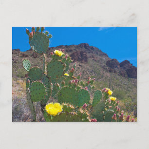 VS, Arizona. Cactus in de heuvels Briefkaart