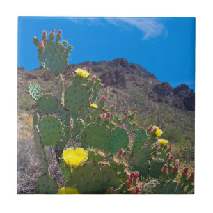 VS, Arizona. Cactus in de heuvels Tegeltje