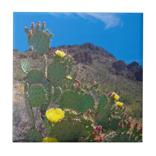 VS, Arizona. Cactus in de heuvels Tegeltje (Voorkant)