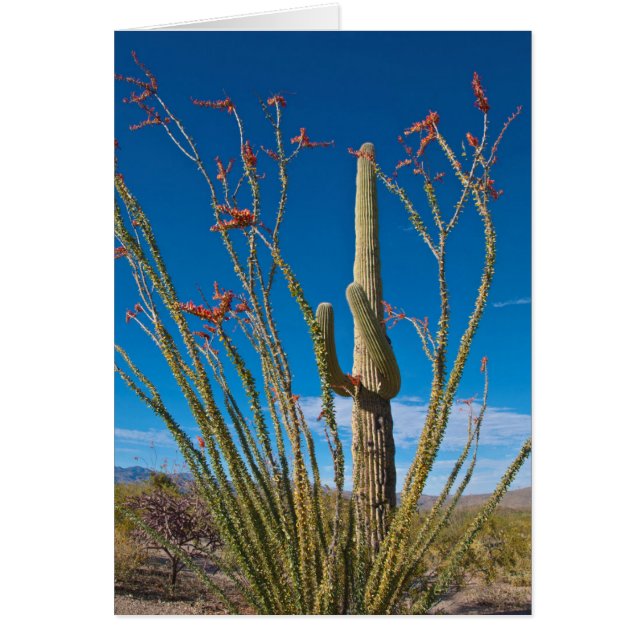 VS, Arizona. Cactus in het nationaal park Saguaro (Voorkant)