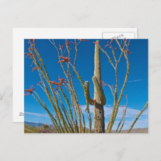 VS, Arizona. Cactus in het nationaal park Saguaro Briefkaart (Voorkant / Achterkant)