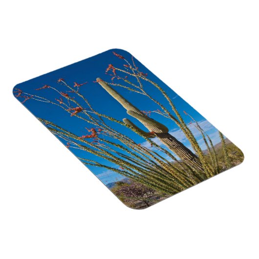 VS, Arizona. Cactus in het nationaal park Saguaro Magneet (Rechterzijde)