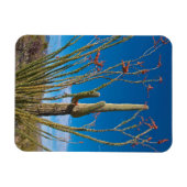 VS, Arizona. Cactus in het nationaal park Saguaro Magneet (Horizontaal)