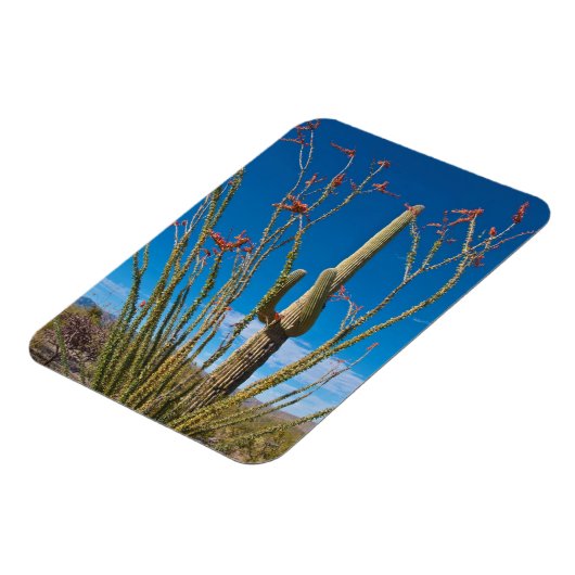 VS, Arizona. Cactus in het nationaal park Saguaro Magneet (Linkerzijde)