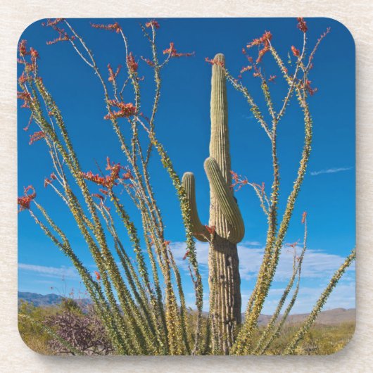 VS, Arizona. Cactus in het nationaal park Saguaro Onderzetter (Voorkant)