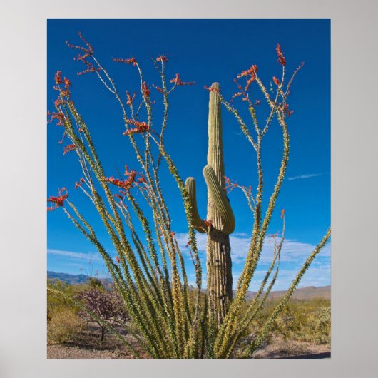 VS, Arizona. Cactus in het nationaal park Saguaro Poster (Voorkant)