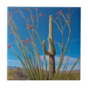 VS, Arizona. Cactus in het nationaal park Saguaro Tegeltje
