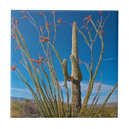 VS, Arizona. Cactus in het nationaal park Saguaro Tegeltje (Voorkant)