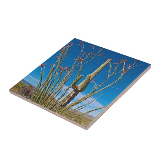 VS, Arizona. Cactus in het nationaal park Saguaro Tegeltje (Zijkant)